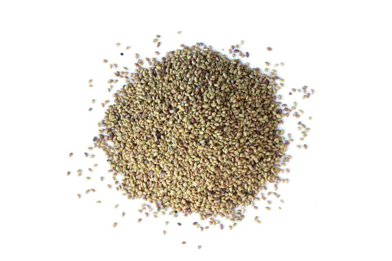 Organic Alfalfa Sprouting Seeds Whole
