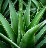 Fresh Aloe