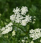 Fresh Anise Flowers