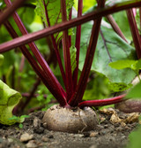 Fresh Beet Root