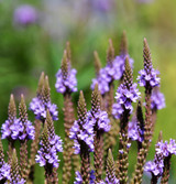 Fresh Blue Vervain