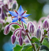 Fresh Borage