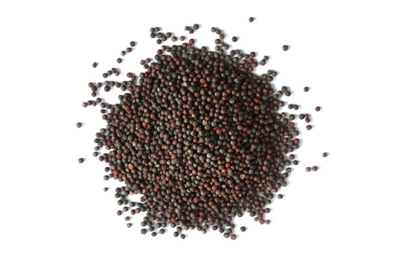 Organic Broccoli Sprouting Seed