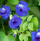 Butterfly Pea Flowers