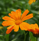 Fresh Calendula Flower
