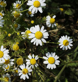 Fresh Chamomile Flowers