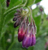 Comfrey Plant