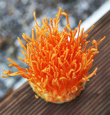 Fresh Cordyceps