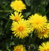 Fresh Dandelion