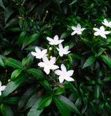 Fresh Jasmine Flowers