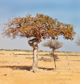 Myrrh Tree