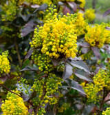 Fresh Oregon Grape