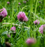 Fresh Red Clover