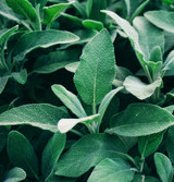Fresh Sage