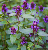 Fresh Self Heal Plant