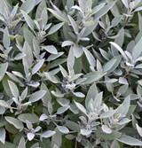 White Sage Fresh