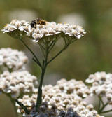 Fresh Yarrow